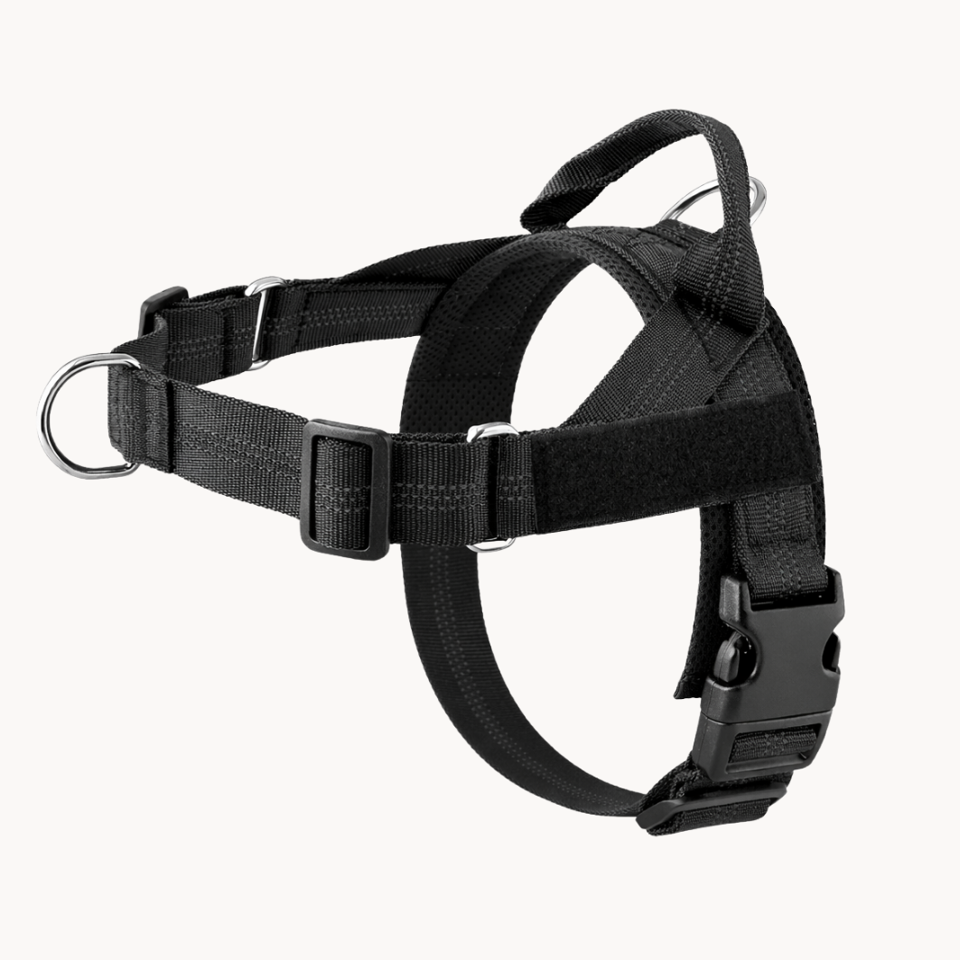 Harnais anti-traction pour chien