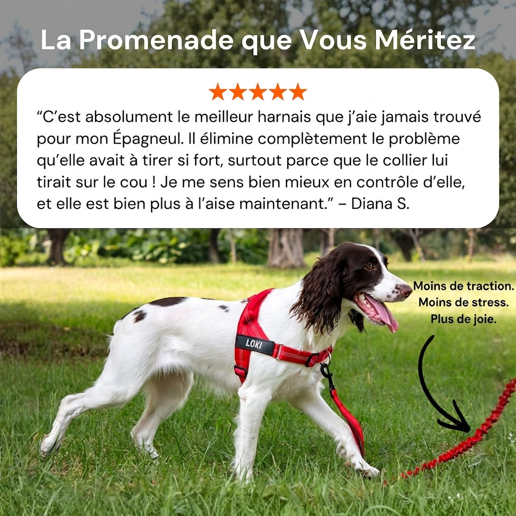 Harnais anti-traction pour chien